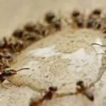 النمل