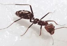 النمل في المنزل، تعرف على أسباب وجوده وطرق طبيعية للتخلص منه