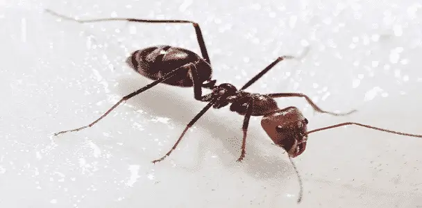 النمل في المنزل، تعرف على أسباب وجوده وطرق طبيعية للتخلص منه