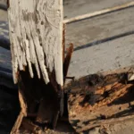 كيفية التخلص من سوس الخشب